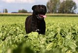 CANE CORSO 874